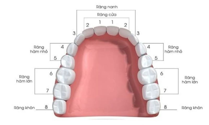 Vị trí răng số 8 trên cung hàm