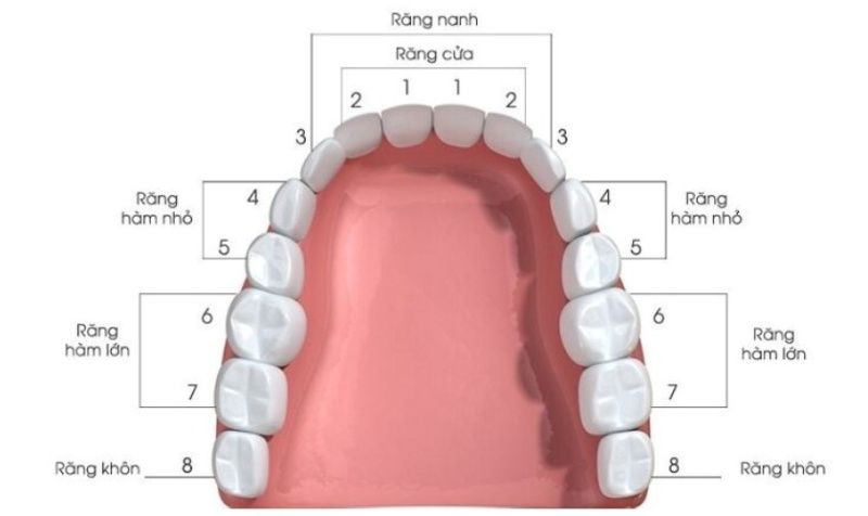 Vị trí của các răng hàm trên cung hàm