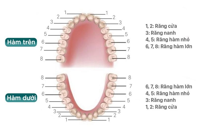 Răng hàm nằm từ vị trí răng số 4 đến răng số 8 trên cung hàm